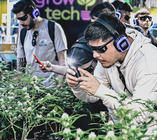 cultivo