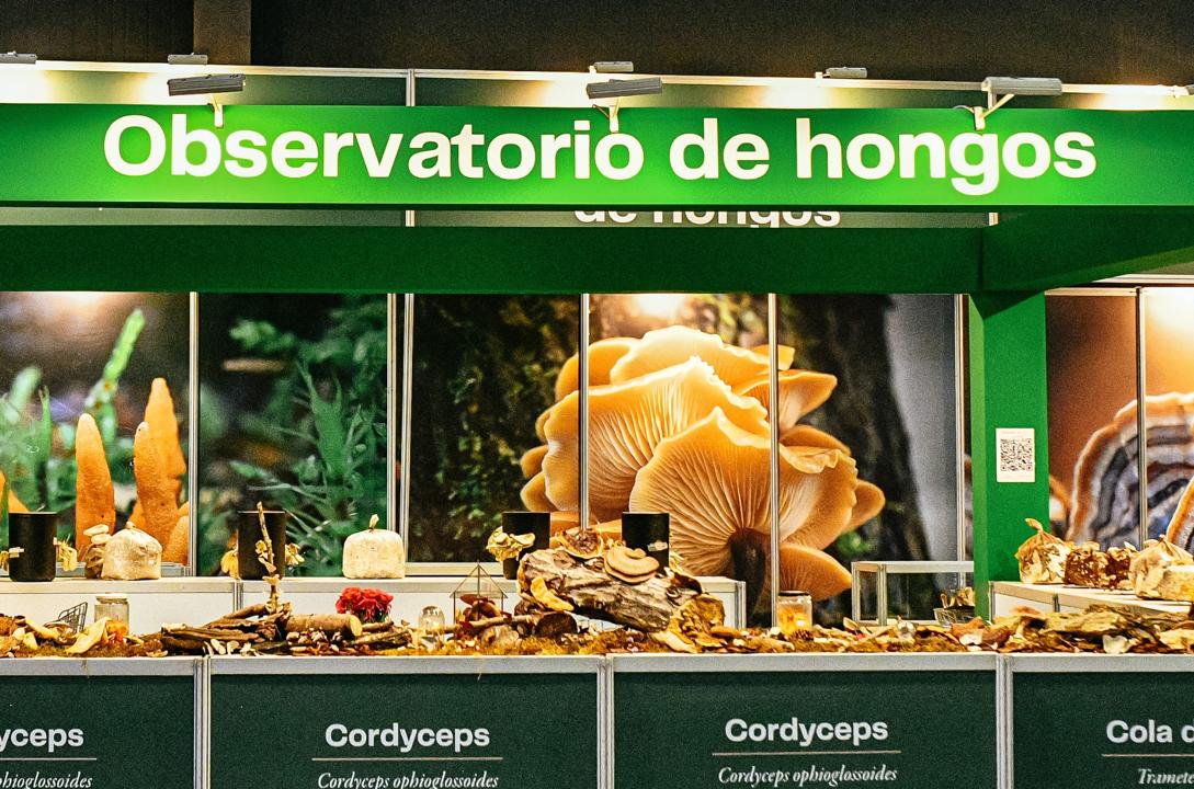 Observatorio de hongos vivos en Expo Cannabis con especies medicinales y comestibles